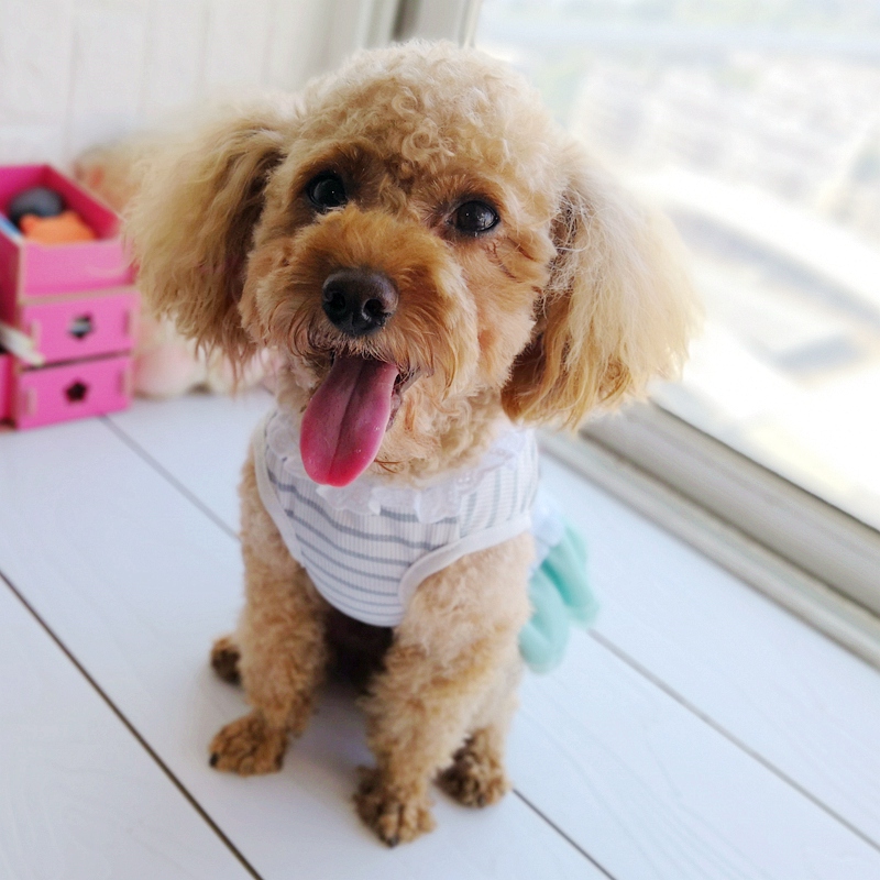 Billig Auf Verkauf Pet Kleid F – Baby Products On Sale Bewertung und Preis